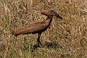 133 Okavango Delta, hamerkop